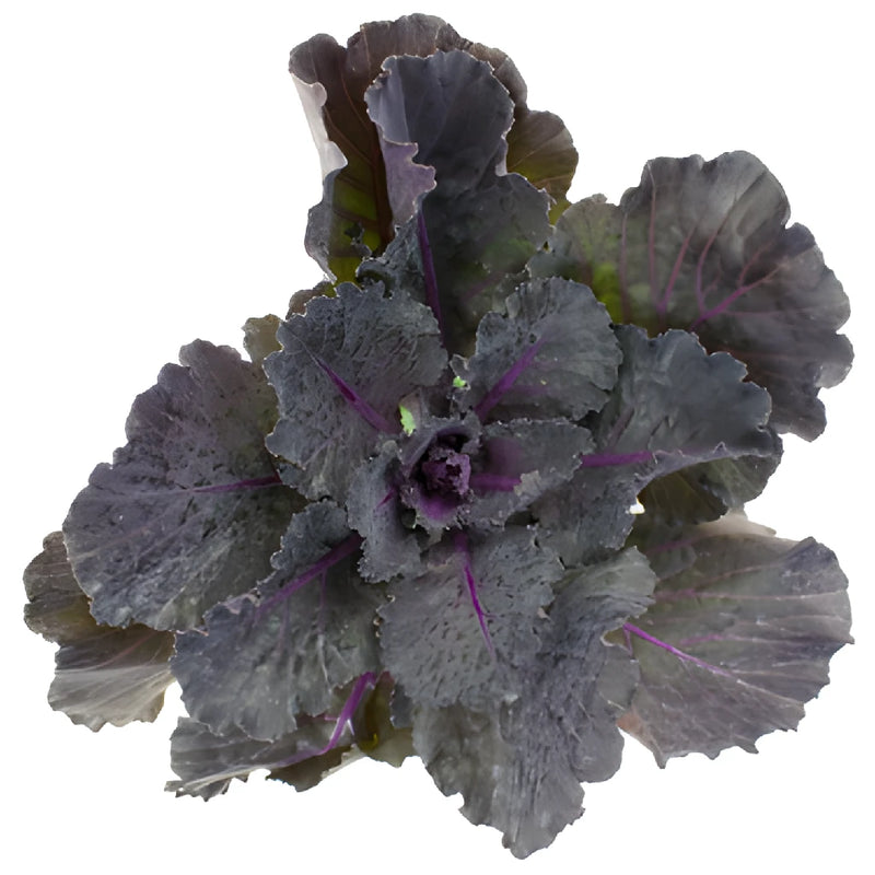 Black Harry Kale