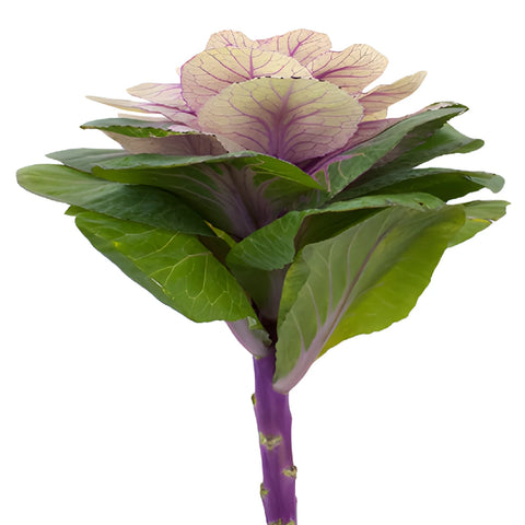 Cream Ornamental Kale Flowers