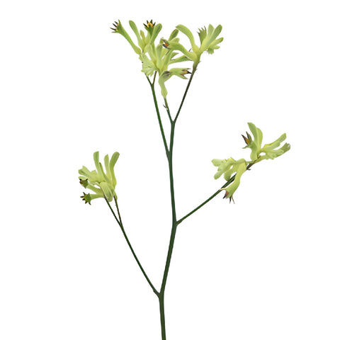 Lime Green Kangaroo Paw Flowers