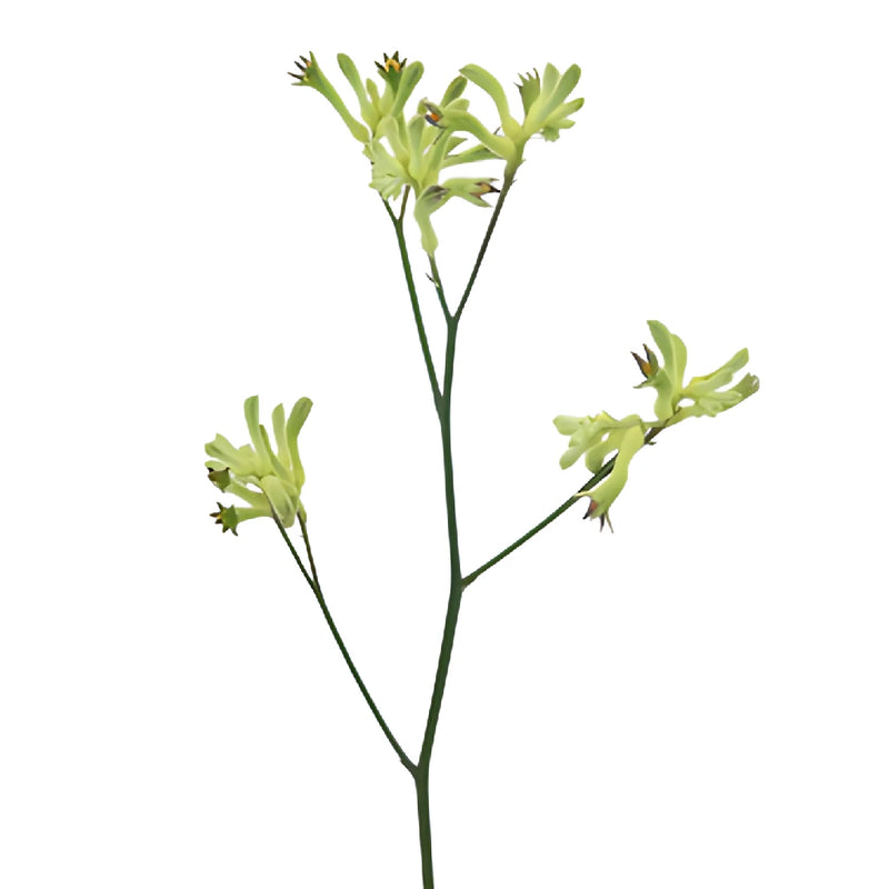 Lime Green Kangaroo Paw Flowers