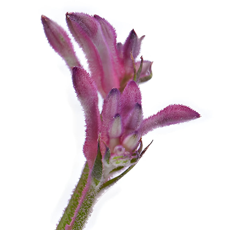 Pink Kangaroo Paw Flowers