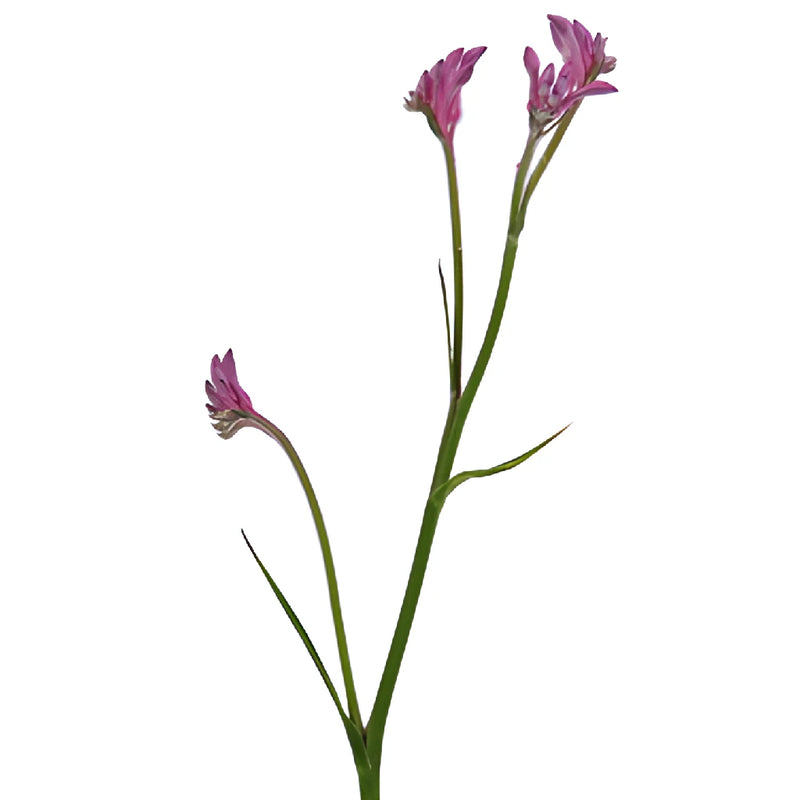 Pink Kangaroo Paw Flowers