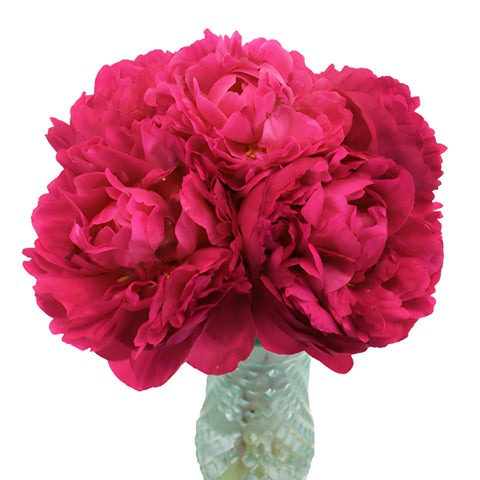 Kansas Magenta Pink Peony in a vase