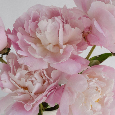 Katherina Peonies Close Up - Image