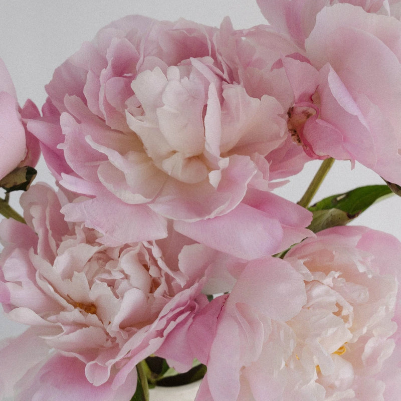 Katherina Peonies Close Up - Image