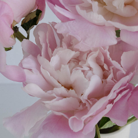 Katherina Pink Peonies For Mother's Day Close Up - Image