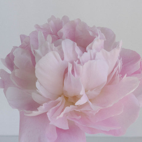 Katherina Pink Peonies For Mother's Day Stem - Image