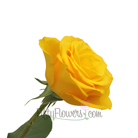 Kerio Golden Yellow Rose
