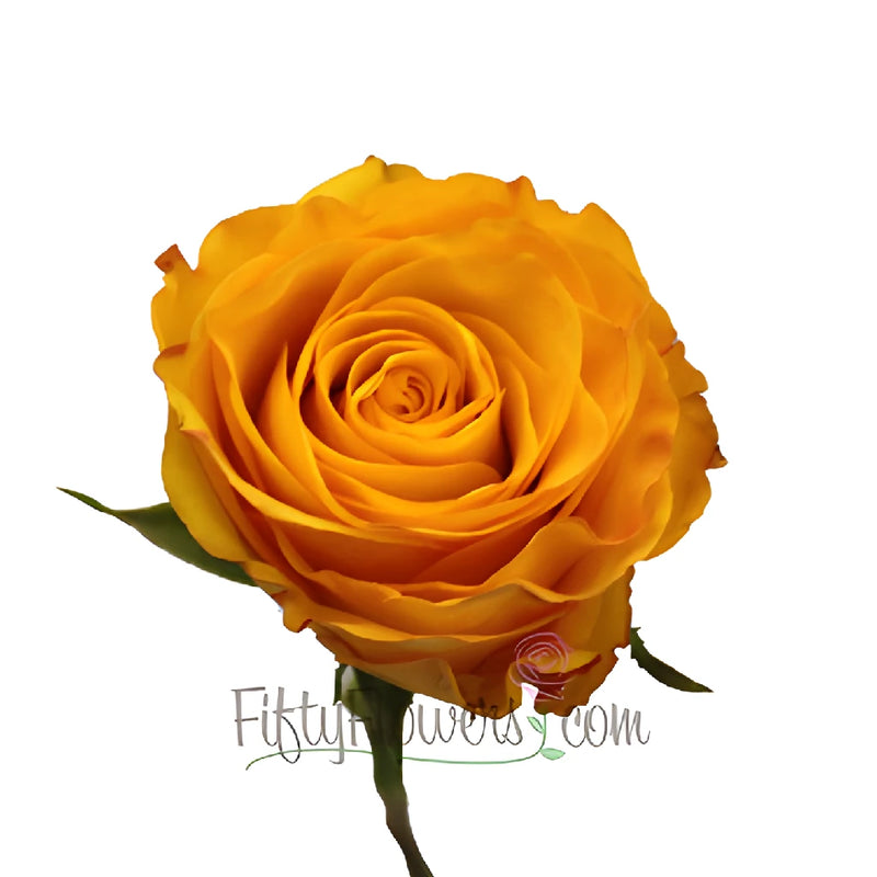 Kerio Golden Yellow Rose