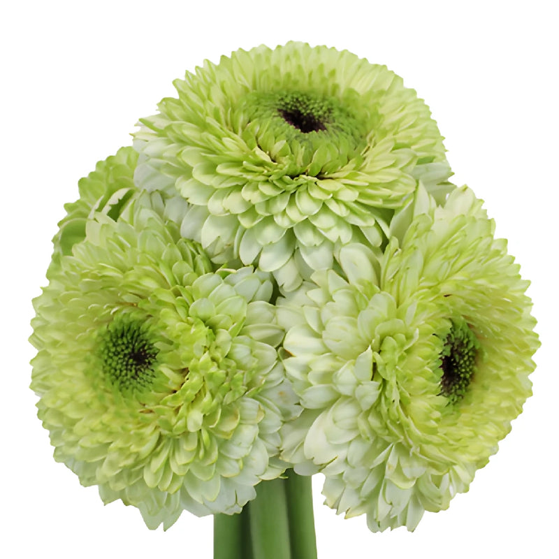 Pistachio Flair Gerrondo Gerbera Daisies