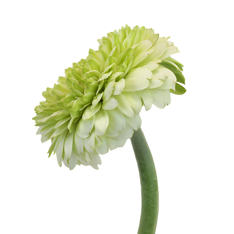 Pistachio Flair Gerrondo Gerbera Daisies