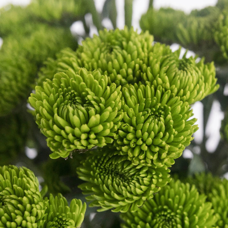 Kermit Green Button Pom Flower Close Up - Image
