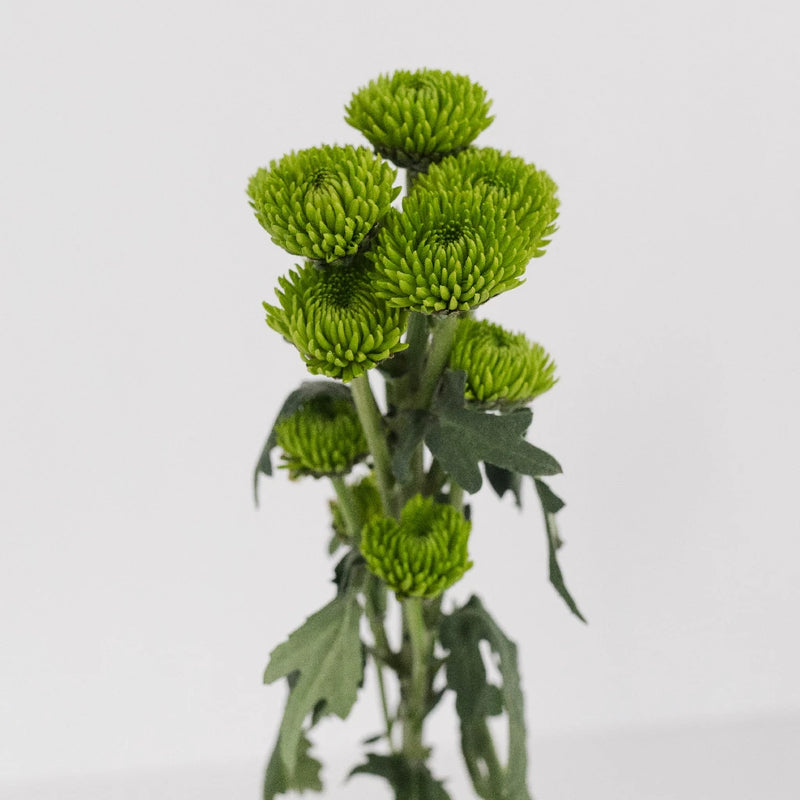 Kermit Green Button Pom Flower Stem - Image