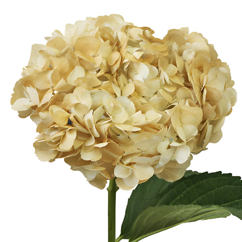 Khaki Hydrangea Wholesale Flower Up close