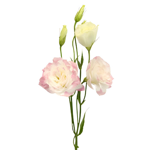 Kiss Of Blush Designer Lisianthus Flower Stem - Image