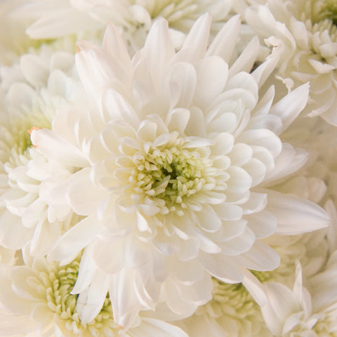 Kiss Of Mint Dahlia Style Flower Close Up - Image