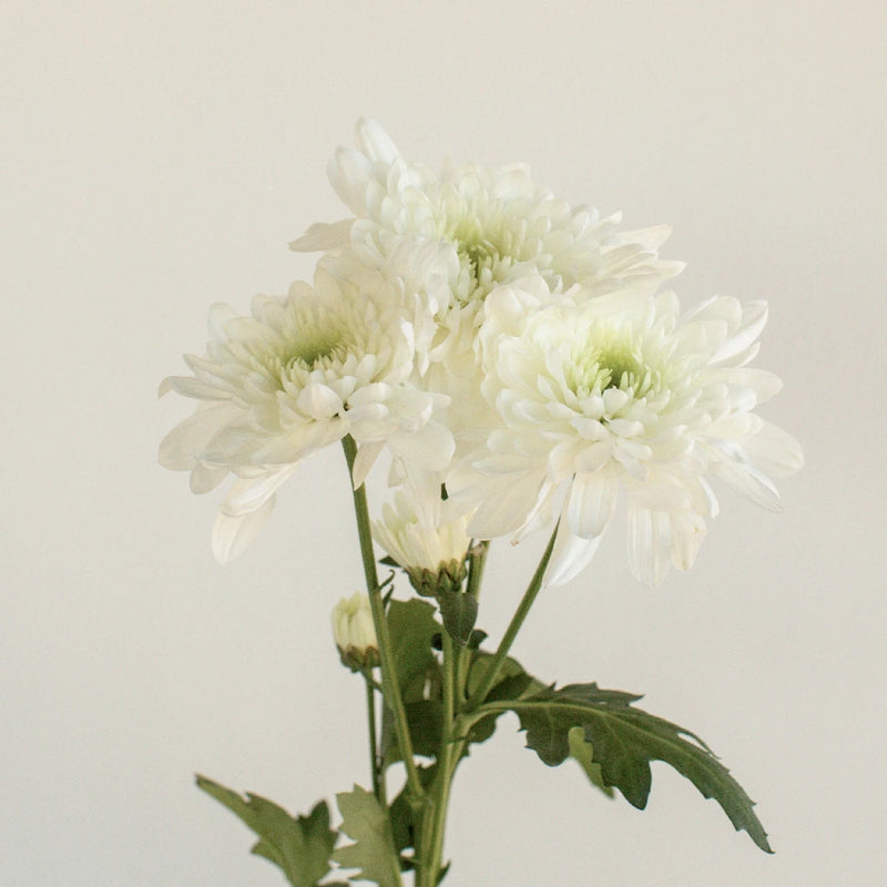 Kiss Of Mint Dahlia Style Flower Stem - Image