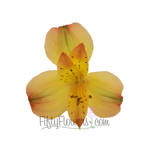 Kiss Of Orange Yellow Peruvian Lily Flower Apron - Image