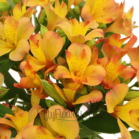 Kiss Of Orange Yellow Peruvian Lily Flower Close Up - Image