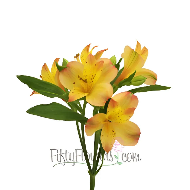 Kiss Of Orange Yellow Peruvian Lily Flower Stem - Image