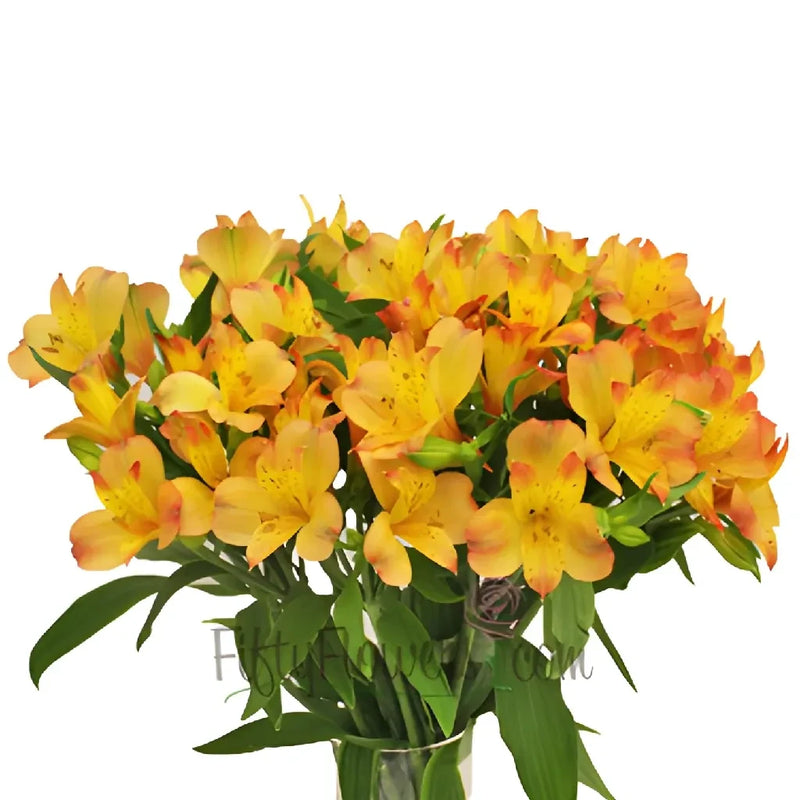 Kiss Of Orange Yellow Peruvian Lily Flower Vase - Image
