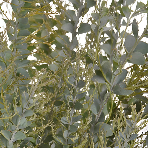 Autumn Acacia Greenery