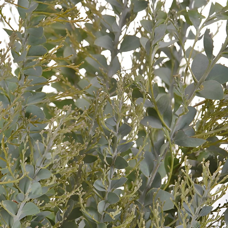 Autumn Acacia Greenery