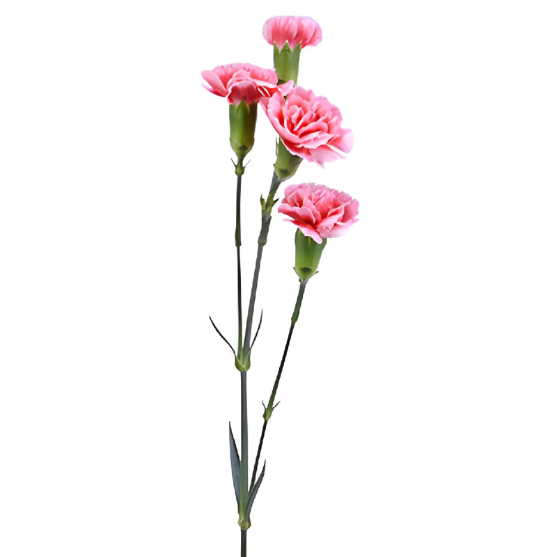 Knock Out Mini Carnation Stem Side View