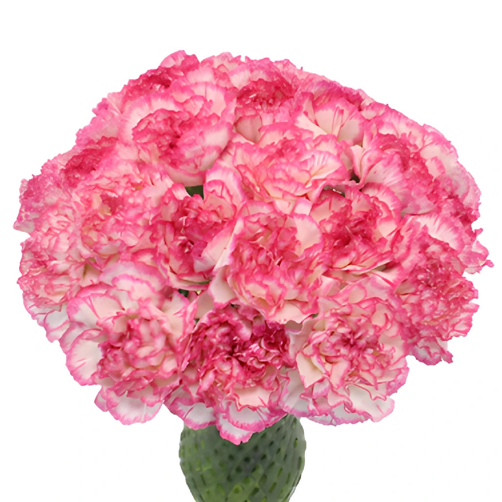 FiftyFlowers Carnation Flowers - Thumbnail 4