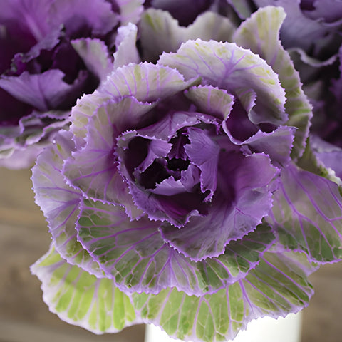 Purple Ruffled Ornamental Kale Flower