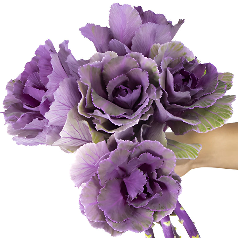 Purple Ruffled Ornamental Kale Flower