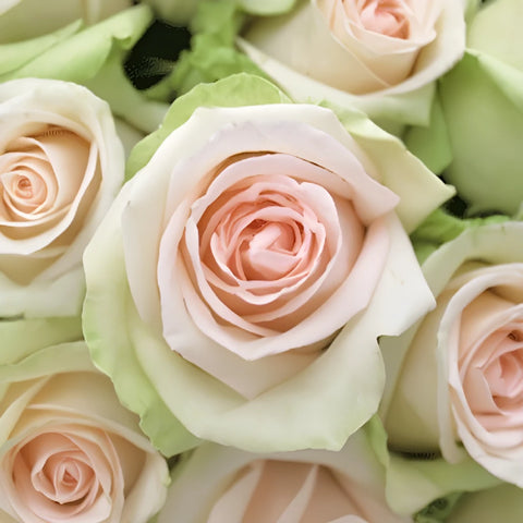 La Perla Peach Rose Close Up - Image