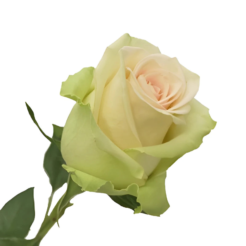 La Perla Peach Rose Stem - Image