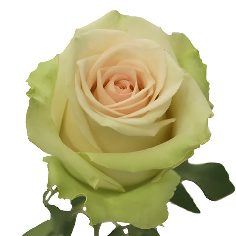 La Perla Cream Ivory Roses FlowersnFreshness.com