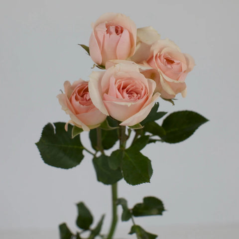 La Vie En Blush Spray Roses Stem - Image
