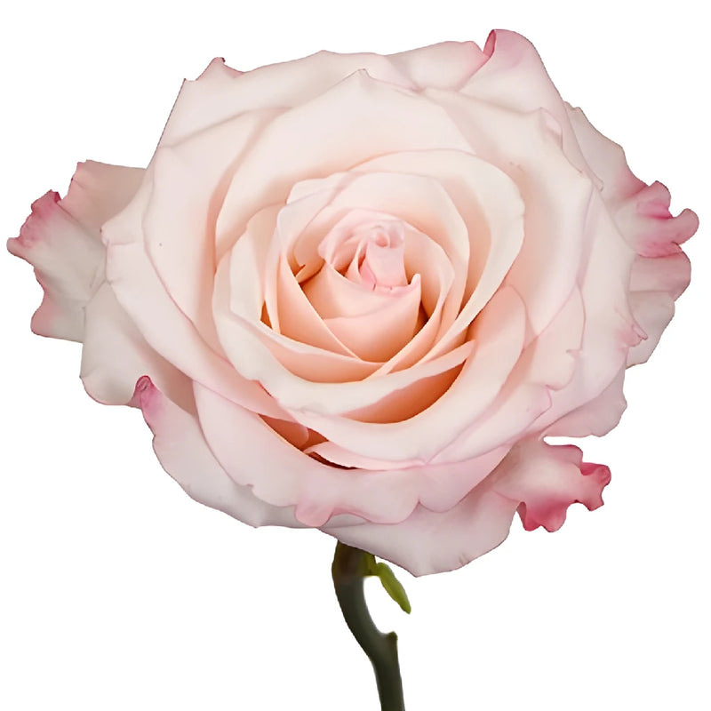 Party Pink Wholesale Roses