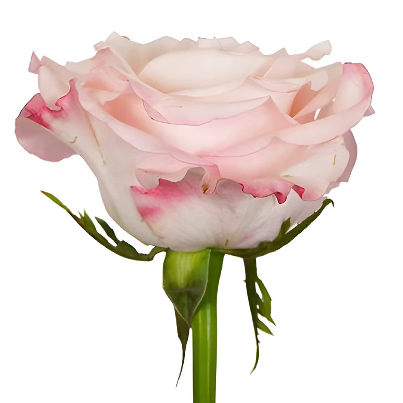 Party Pink Wholesale Roses