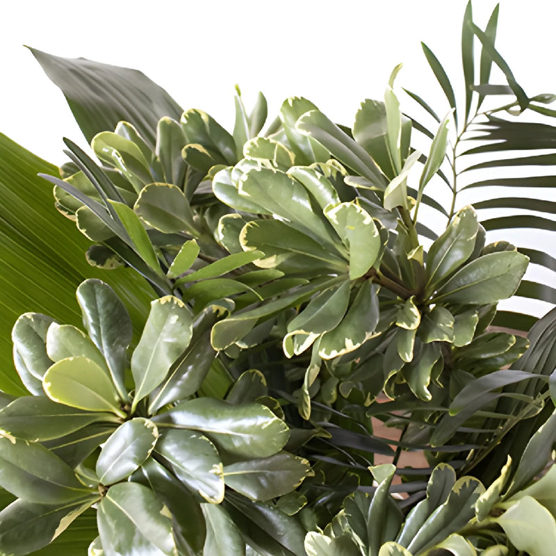 Lake greenery mix up close