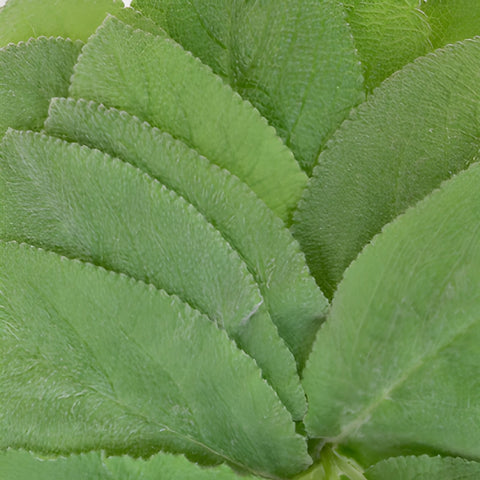 Lamb's Ear Greenery