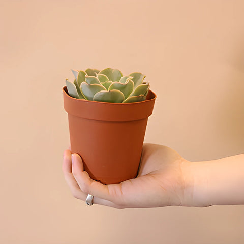 Save The California Succulent Growers DIY Flower Kit