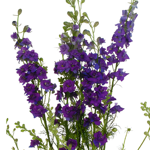 Larkspur Purple Flower
