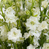 Larkspur White Flower Close Up - Image