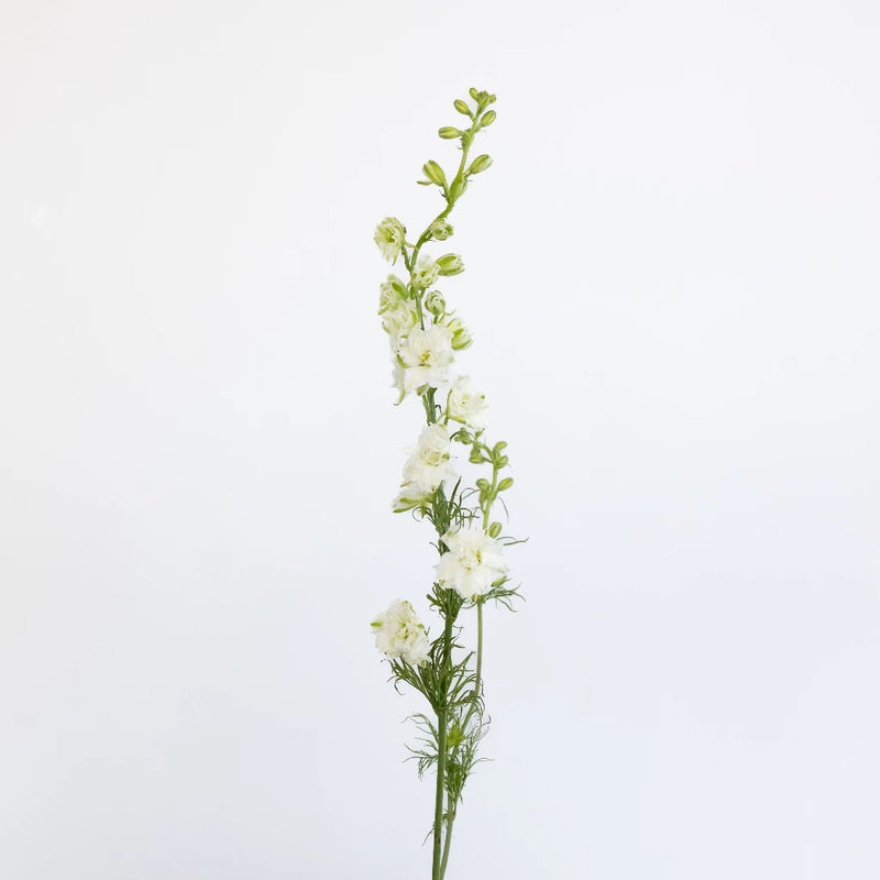 Larkspur White Flower Stem - Image