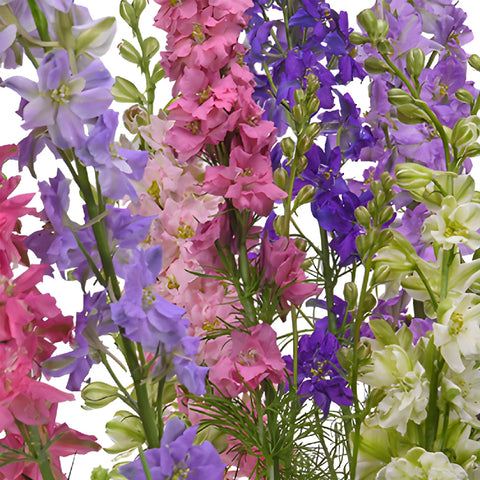 Larkspur FlowerWholesale