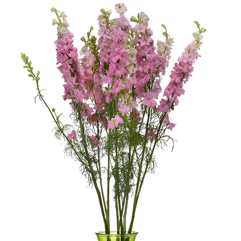Larkspur Light Pink Flower