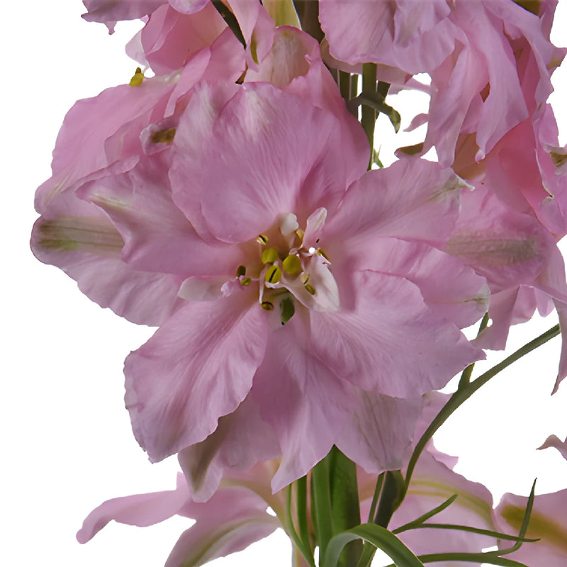 Larkspur Light Pink Flower
