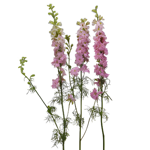 Larkspur Light Pink Flower