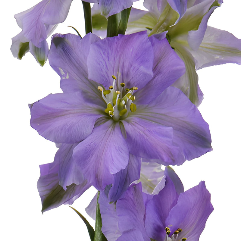 Larkspur Lavender Flower
