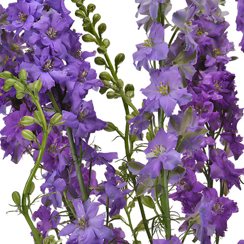 Larkspur Lavender Flower