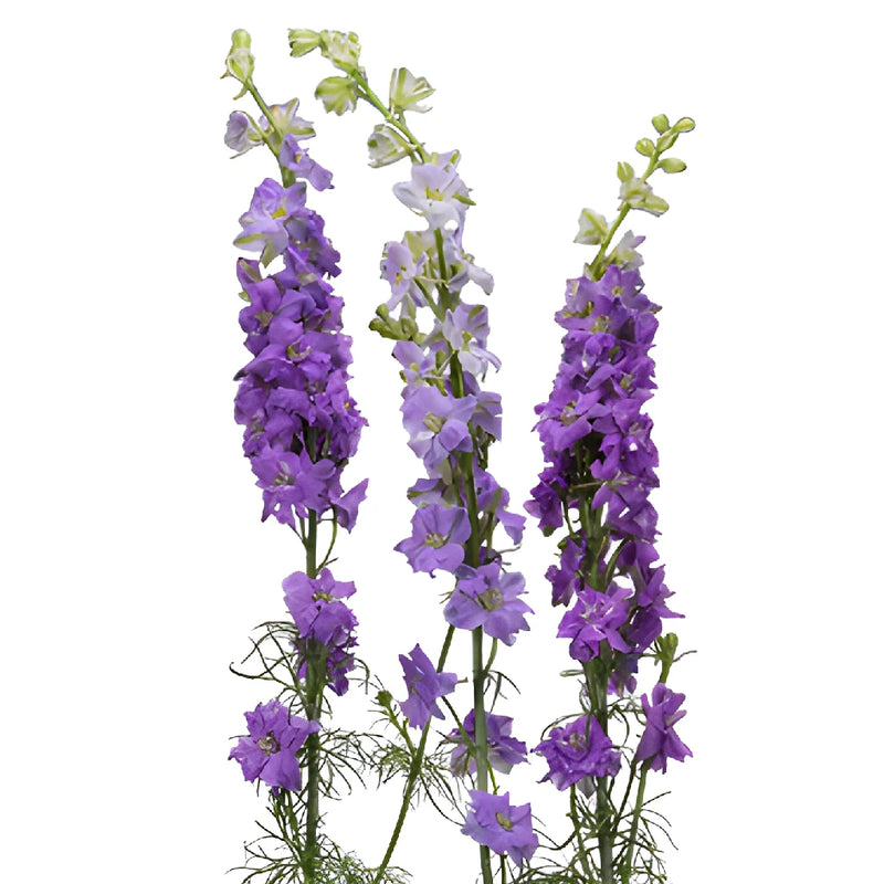 Larkspur Lavender Flower